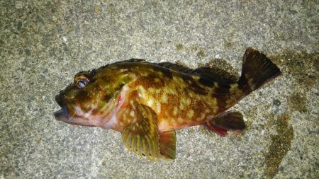 今年初ライトゲーム!