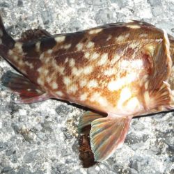 自分だけ激貧釣果