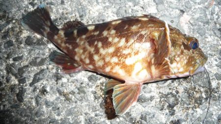 自分だけ激貧釣果