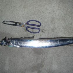 ドラゴンにワイヤー切られ；；