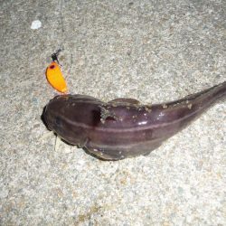 タチウオ不発で 銀色じゃないやつ!