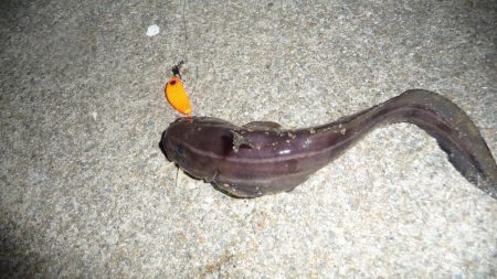 タチウオ不発で 銀色じゃないやつ!