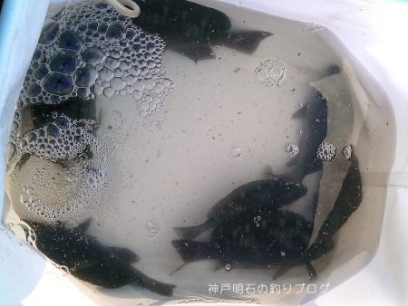 釣り日和