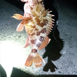 夕方の時合いのみ