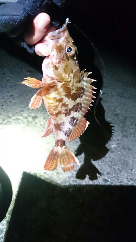 夕方の時合いのみ