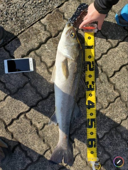 念願のシーバスGET