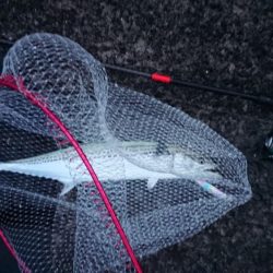 もう、春なんですね！