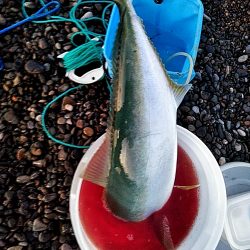 なんと　メジロが釣れました！！