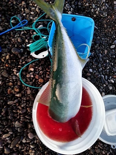 なんと　メジロが釣れました！！