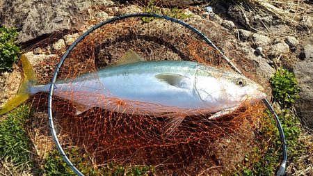 ベイトたくさん！