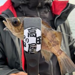 デイメバル？デイガシラ？！！