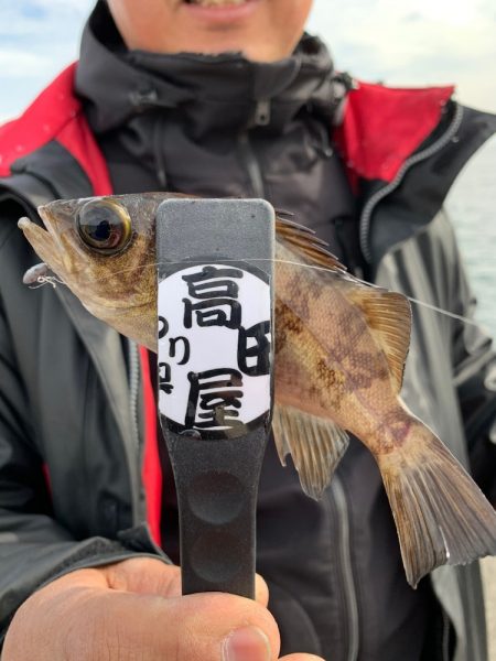 デイメバル？デイガシラ？！！