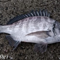 真冬でもサビキでアジが！