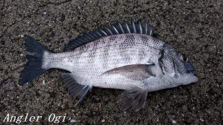 真冬でもサビキでアジが！