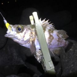 また失敗かと思いましたが、最後にメバルに会えた