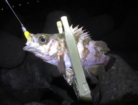 また失敗かと思いましたが、最後にメバルに会えた