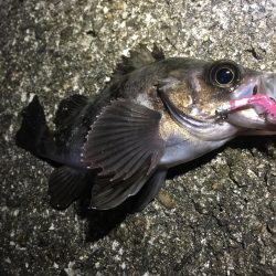 今週末もまた連日の淡路島!土曜日