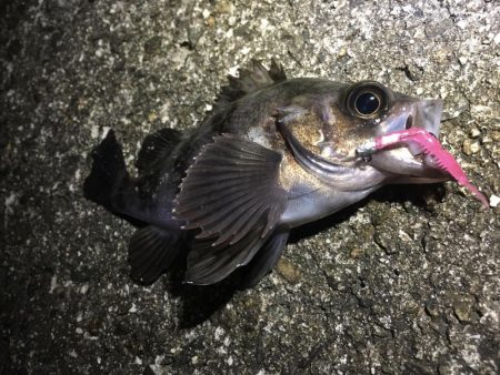 今週末もまた連日の淡路島!土曜日