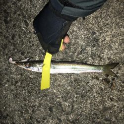 特大40cmカマス!