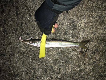 特大40cmカマス!