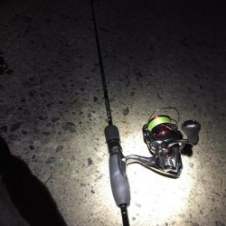 シブシブ メバリング