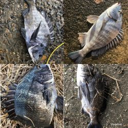 イチノ兄弟、釣果!