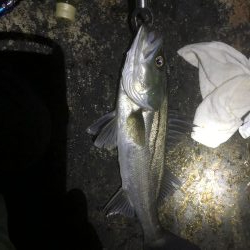 エビ撒き時合は突然に！