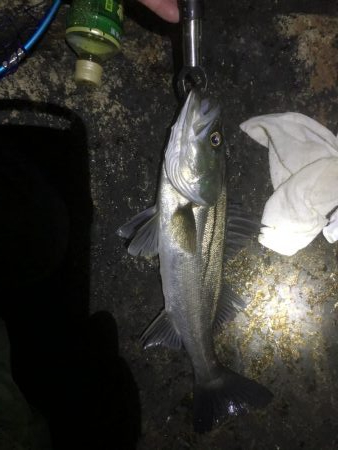 エビ撒き時合は突然に！