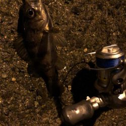 アタリはたくさんありました!