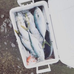 ハマチフィーバー