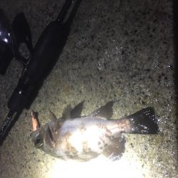 トップ メバリング