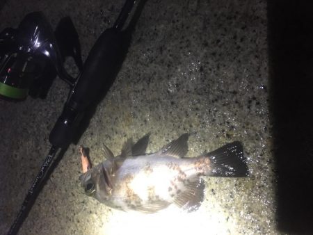 トップ メバリング