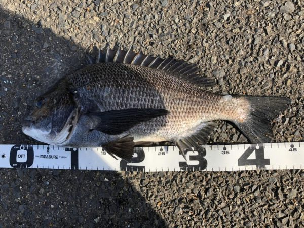 イチノ兄弟、釣果！