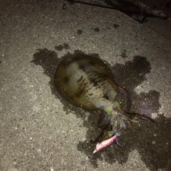 今年初釣りでアオリイカゲット