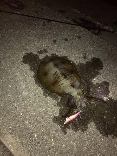 今年初釣りでアオリイカゲット