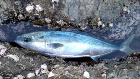 アオリイカ坊主　青物ゲット