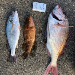 小型和船からのSLJ&タイラバ！ジャックアイグロッキーでリベンジ