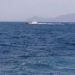 尾長グレとチヌ