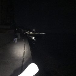 メバル　プラッキング〜