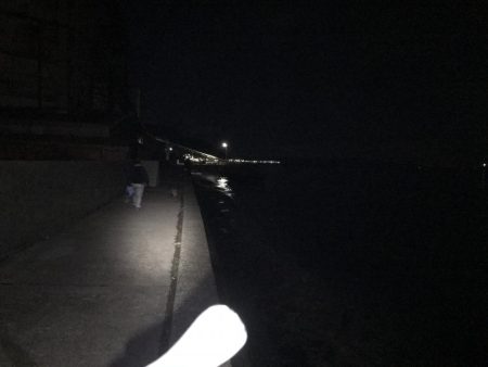 メバル　プラッキング〜