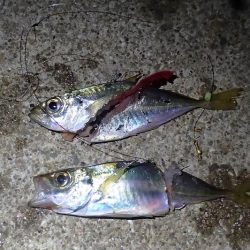 タチウオ＆サビキ