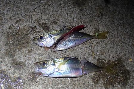 タチウオ＆サビキ