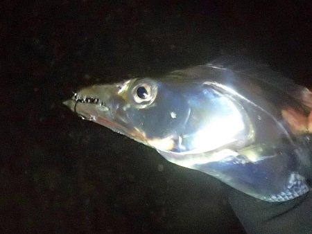 2019年タチウオ最終釣行