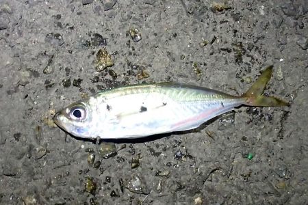 2020年 タチウオ 初釣り