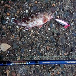 今年1匹目はガシラからのスタート