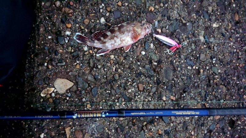 今年1匹目はガシラからのスタート