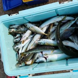 カマスの引っ掛け