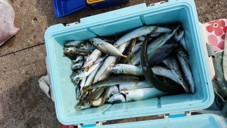 カマスの引っ掛け