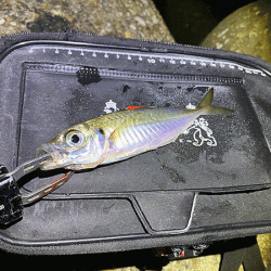 二見メバリング(2020-1)