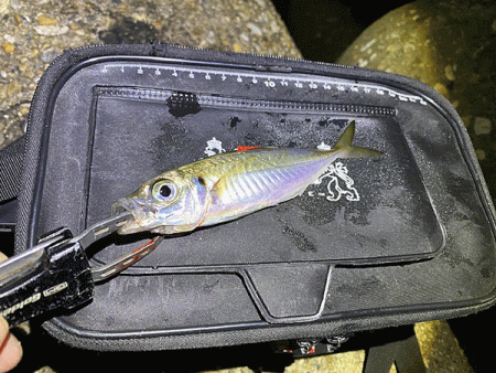 二見メバリング(2020-1)